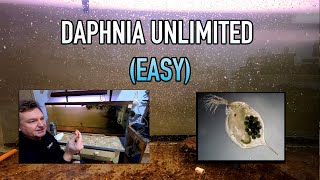 How I Raise Daphnia Water Fleas And You Can Too [upl. by Ytisahcal]