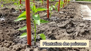 Comment bien planter les poivrons  2021 [upl. by Lithea883]