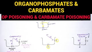 Organophosphate poisoning Symptoms Pathology Clinical features Ageing and Management [upl. by Robbyn]