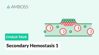 Secondary Hemostasis  Part 1 Coagulation Cascade [upl. by Enyr]