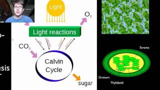 Photosynthesis and Respiration [upl. by Itak]