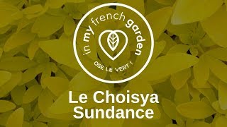 Le Choisya Sundance [upl. by Narah]