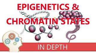 EPIGENETICS amp CHROMATIN STATES  An introduction to histone modifications amp gene transcription roles [upl. by Groeg]