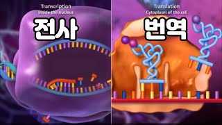 전사와 번역DNA transcription and translation [upl. by Flodnar334]