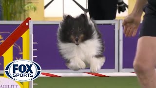 BOSS the Shetland Sheepdogs clean run clinched the 16quot class  FOX SPORTS [upl. by Elleon]