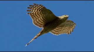 Sparrowhawk Bird Call Bird Song [upl. by Adnamra337]