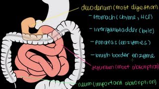 Small Intestine Structure Digestion Absorption [upl. by Ablem396]