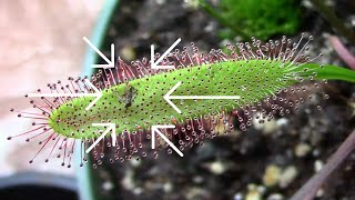 How To Control Fungus Gnats The Fun Way  This Plant Eats Fungus Gnats [upl. by Yanat699]