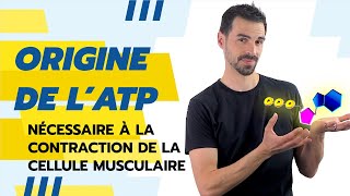 COURS DE TERMINALE SPÉCIALITÉ SVT CHAP17 ATP et CONTRACTION MUSCULAIRE [upl. by Luamaj475]