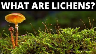 Do You Know What Are Lichens [upl. by Etnoved]