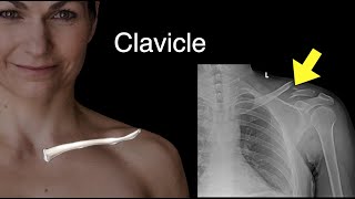 Clavicle [upl. by Ykcin803]