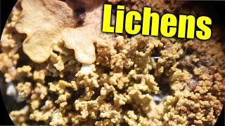 Lichens amp Ecological Succession [upl. by Iramo348]