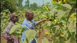 Farming with Conservation Agriculture in Kenya [upl. by Lerrad]