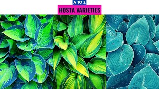 Hosta Varieties A to Z [upl. by Nan]