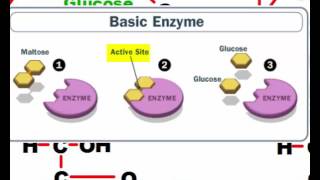 Hydrolysis and Dehydration Synthesis Reactions [upl. by Nede]