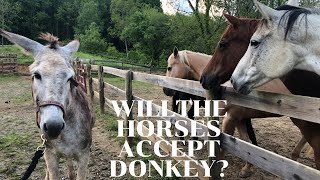 Horses meet Donkey for the FIRST TIME [upl. by Ahsielat]