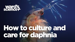 Caring and Culturing for Daphnia [upl. by Yrojram577]