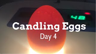 CANDLING EGGS Day 4 [upl. by Auoy365]