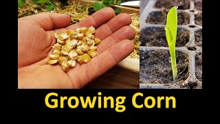 Growing Corn  Part 1 Planting and Germinating [upl. by Eivol]