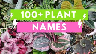 Plant Names and Pictures Plant Identification [upl. by Barbara]