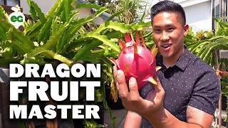 Secret Dragon Fruit Care Tips From a Master Dragon Fruit Grower [upl. by Aneek]