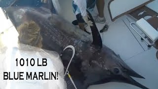 1000 LB bLUE MARLIN TOURNAMENT CATCH  Billfish Movement TV 047 [upl. by Werra]