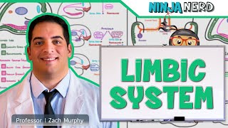 Neurology  Limbic System Anatomy amp Function [upl. by Giltzow926]