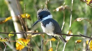 Belted Kingfisher Call Rattle at 045 [upl. by Airamesor]