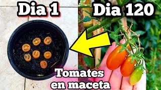 🍅 CIENTOS de TOMATES CHERRY en MACETA Rápido Germinar y Plantar TOMATERAS Del Supermercados [upl. by Ahsitan]