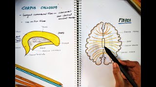 CORPUS CALLOSUM  Parts and Function  Largest Commissure  White Matter  Neuro Anatomy [upl. by Ranee]