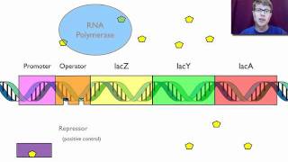 Gene Regulation [upl. by Arzed]