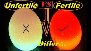 How to check if an egg is Fertile or Infertile  Candle Light Test For Fertile And infertile Eggs [upl. by Niltyak785]