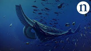 Gentle giants of the Cambrian [upl. by Kevon]