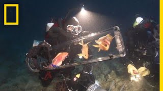 New Invention Keeps DeepSea Creatures Alive at Surface  National Geographic [upl. by Ameehs]