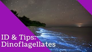 Dinoflagellates Identification and Tips [upl. by Rebma993]