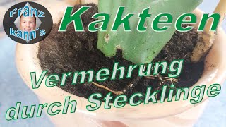 Kakteen durch Stecklinge vermehren [upl. by Rimahs]