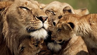 The Strongest LION PRIDE in Luangwa Valley  National Geographic Documentary 2020 Full HD 1080p [upl. by Corrie]