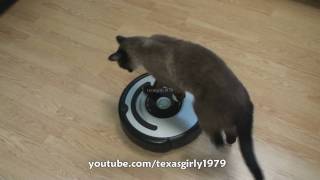 Cat shows HOW TO use iRobot Roomba Vacuum [upl. by Zirkle63]