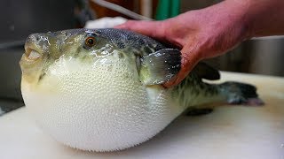 Japanese Street Food  LIVE FUGU PUFFERFISH Puffer Fish Japan [upl. by Aikan]