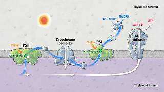 Photosynthesis Part 5 Light Reactions  HHMI BioInteractive Video [upl. by Enneibaf]