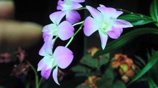 ALL ABOUT DENDROBIUM ORCHIDS  Phalaenopsis and Nobile [upl. by Pooley]