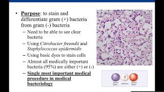 Lab 37 Gram Stain [upl. by Arualana496]