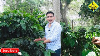 Productores de Café en México  Métodos de cultivo y cuidados de la planta de café [upl. by Luamaj]