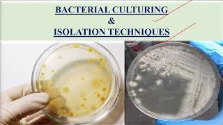 Culturing and isolation of bacteria [upl. by Saixela]