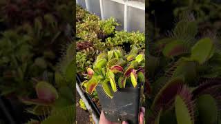 Dionaea muscipula B52 [upl. by Vachil]