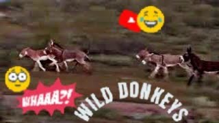 WILD DONKEYS BREEDING FIGHTING AND RUNNING [upl. by Irisa]