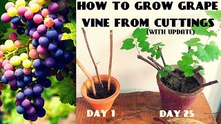 How To Grow Grape Vine From Cuttings At Home FAST N EASY [upl. by Hartfield]