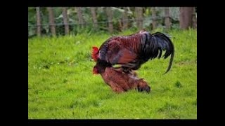 Rooster Group Mating With Chicken  Hen [upl. by Buckels293]