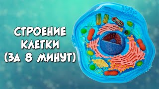 Строение клетки за 8 минут даже меньше [upl. by Oralia]