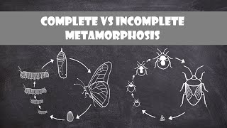 Complete and Incomplete Metamorphosis  Entomology [upl. by Anayek]